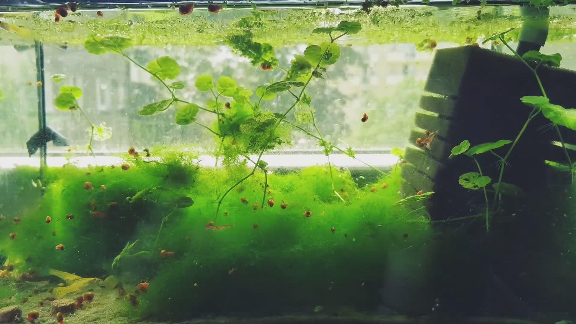 'Video thumbnail for Nano Planted tank'