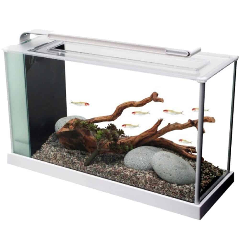 5 Gallon Fish Tank The Perfect Nano Aquarium Size