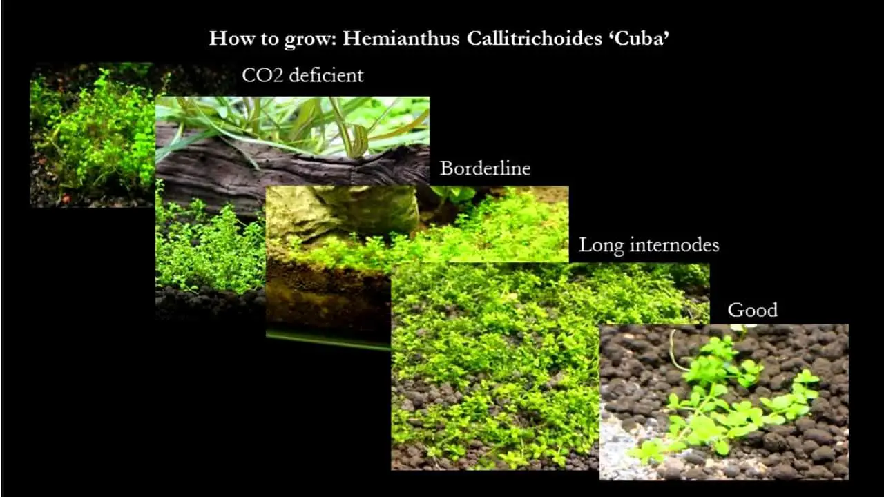 How to grow Hemianthus Callitrichoides