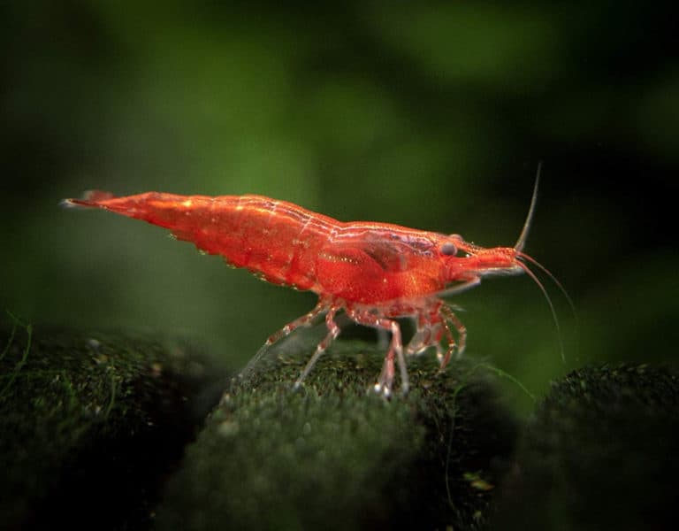 How To Breed Red Cherry Shrimp Easily - Planted Nano Tanks