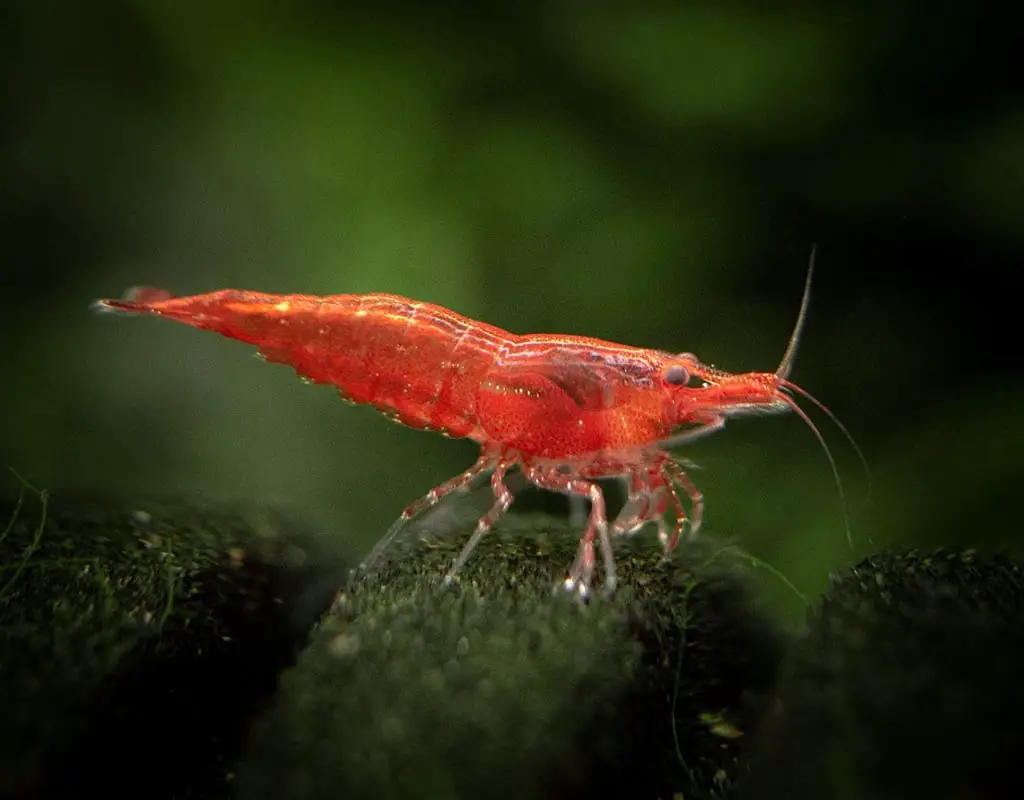 How To Breed Red Cherry Shrimp Easily Planted Nano Tanks   Red Cherry Shrimp Tank 