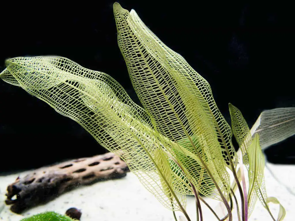 Madagascar Lace plant