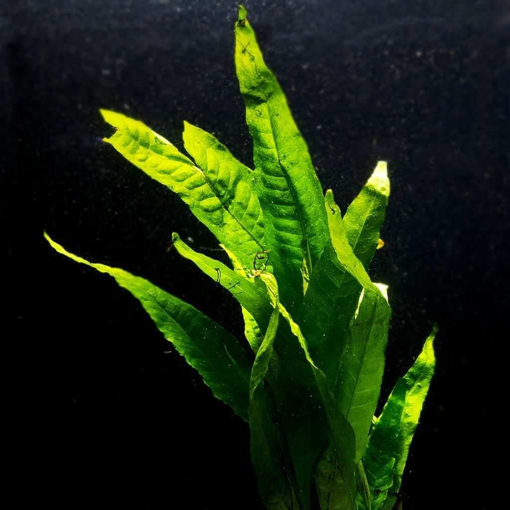 aquarium plants java fern