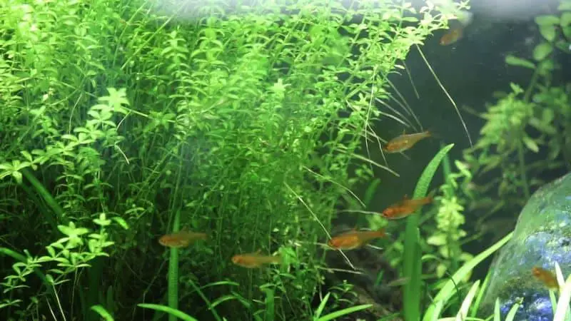 Top 5 Recommended Nano Fish For Your Tank