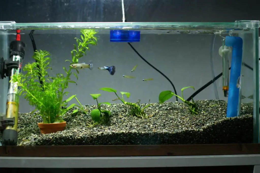 Guppy Aquarium