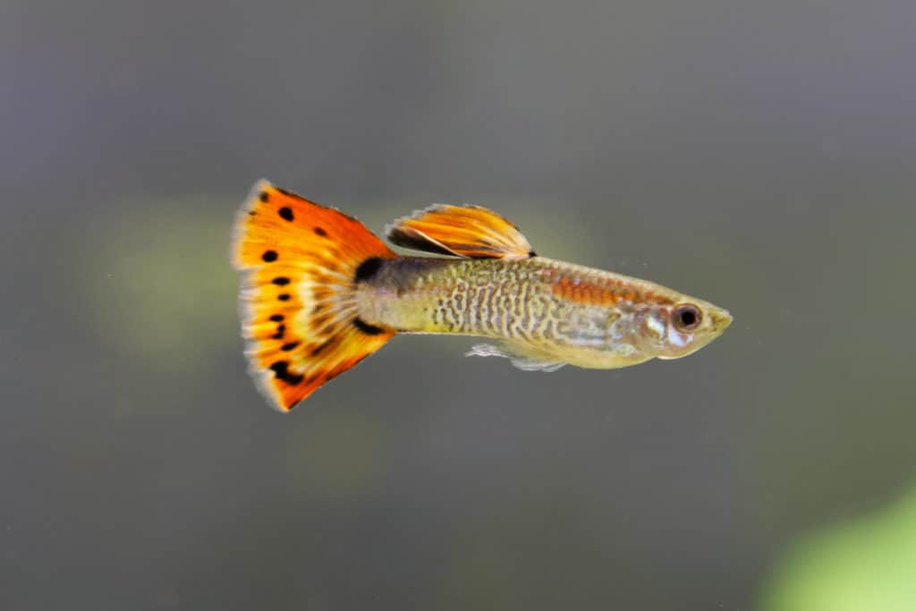 Male guppy