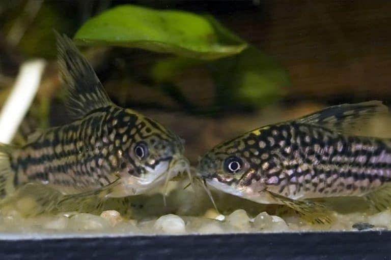13 Types Of Corydoras For Your Aquarium Planted Nano Tanks