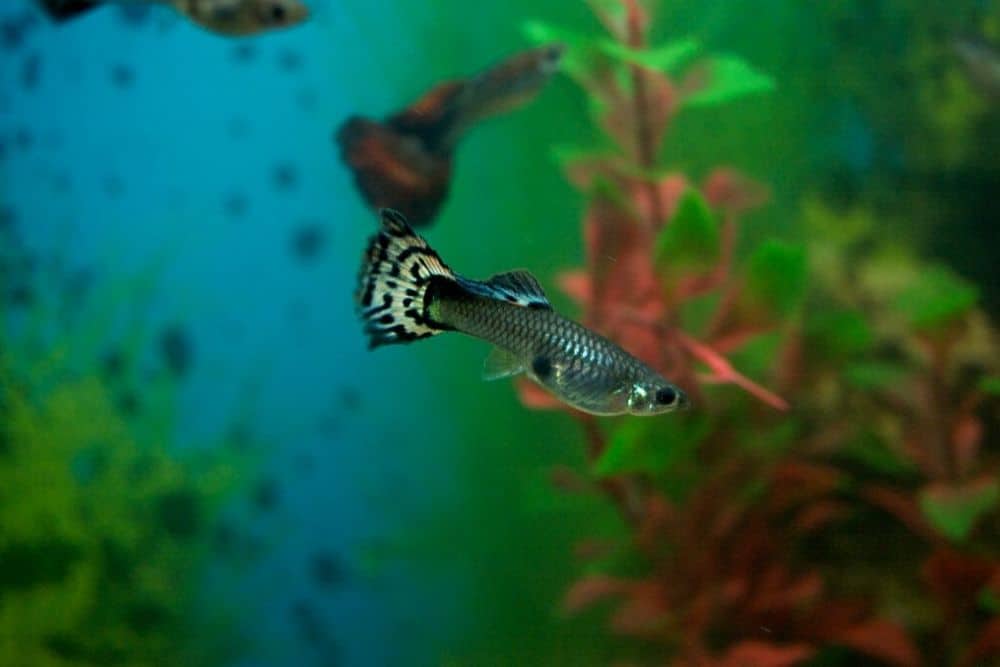 Female guppy