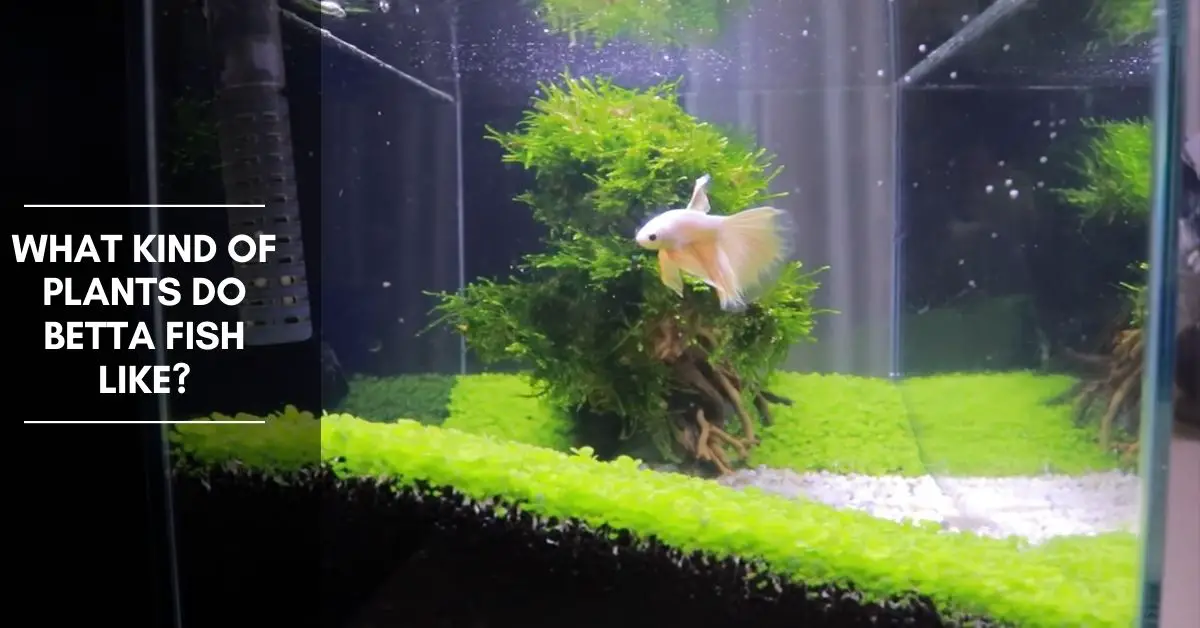 What Kind of Plants Do Betta Fish Like?