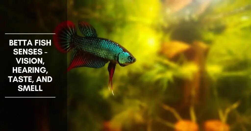 Betta Fish Senses - Vision, Hearing, Taste, and Smell