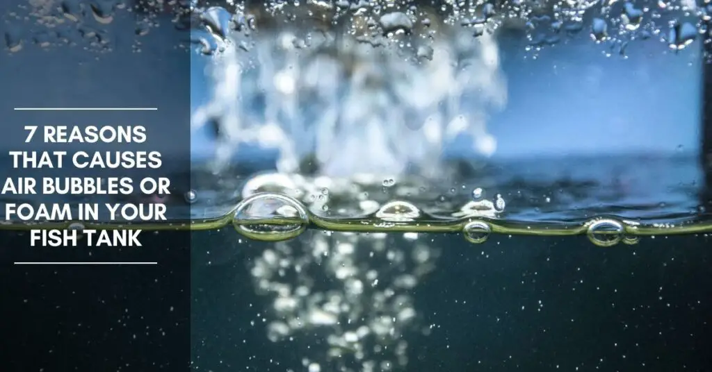 7 Reasons That Causes Air Bubbles or Foam in Your Fish Tank