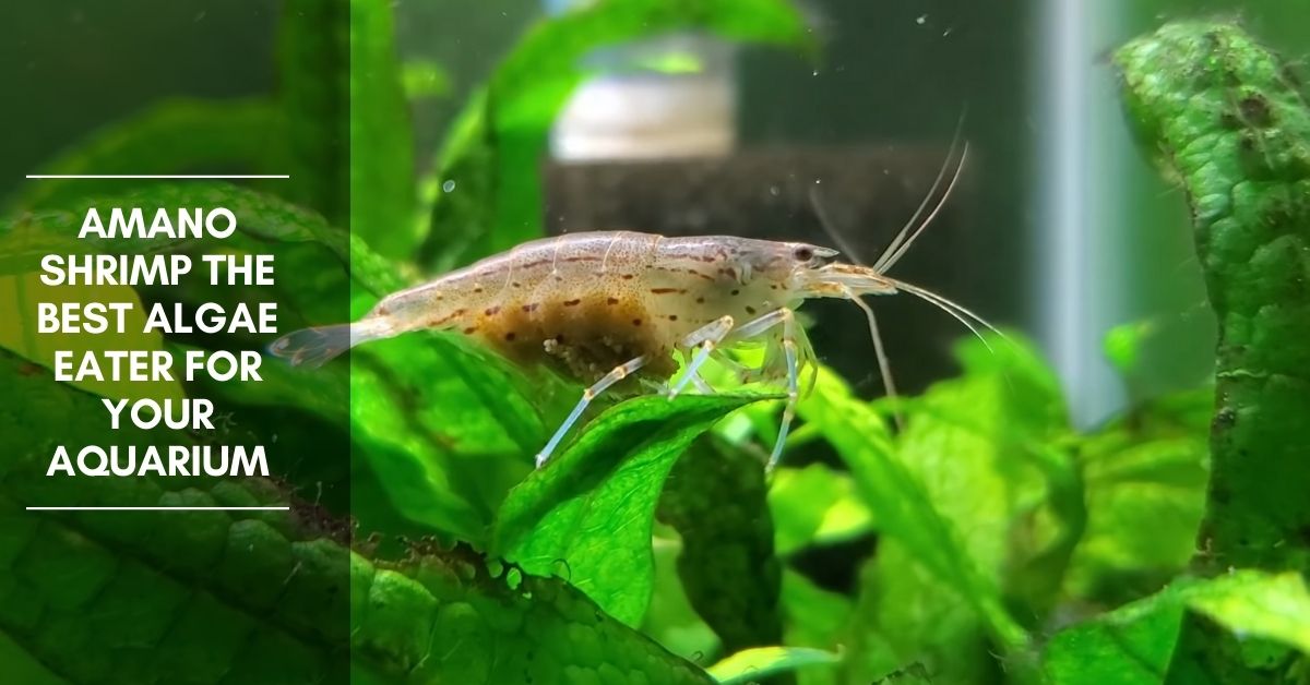 Amano Shrimp the Best Algae Eater