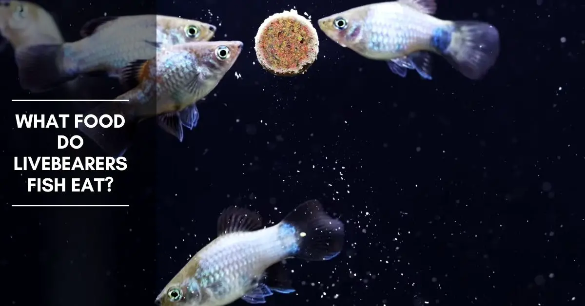 What Food Do Livebearers Fish Eat?