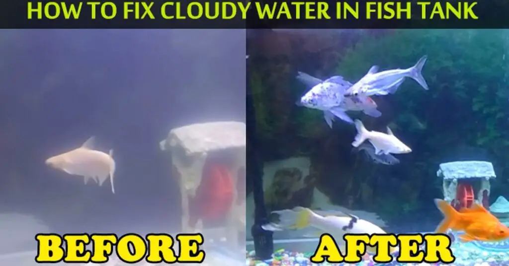 7 Reasons That Causes Air Bubbles or Foam in Your Fish Tank