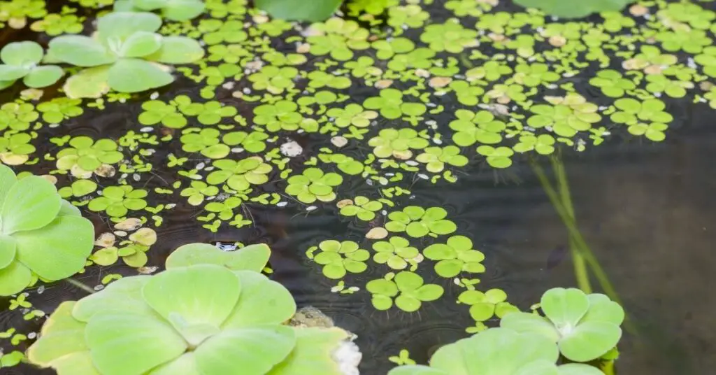 What Fish Eat Duckweed in a Planted Tank? - Planted Nano Tanks