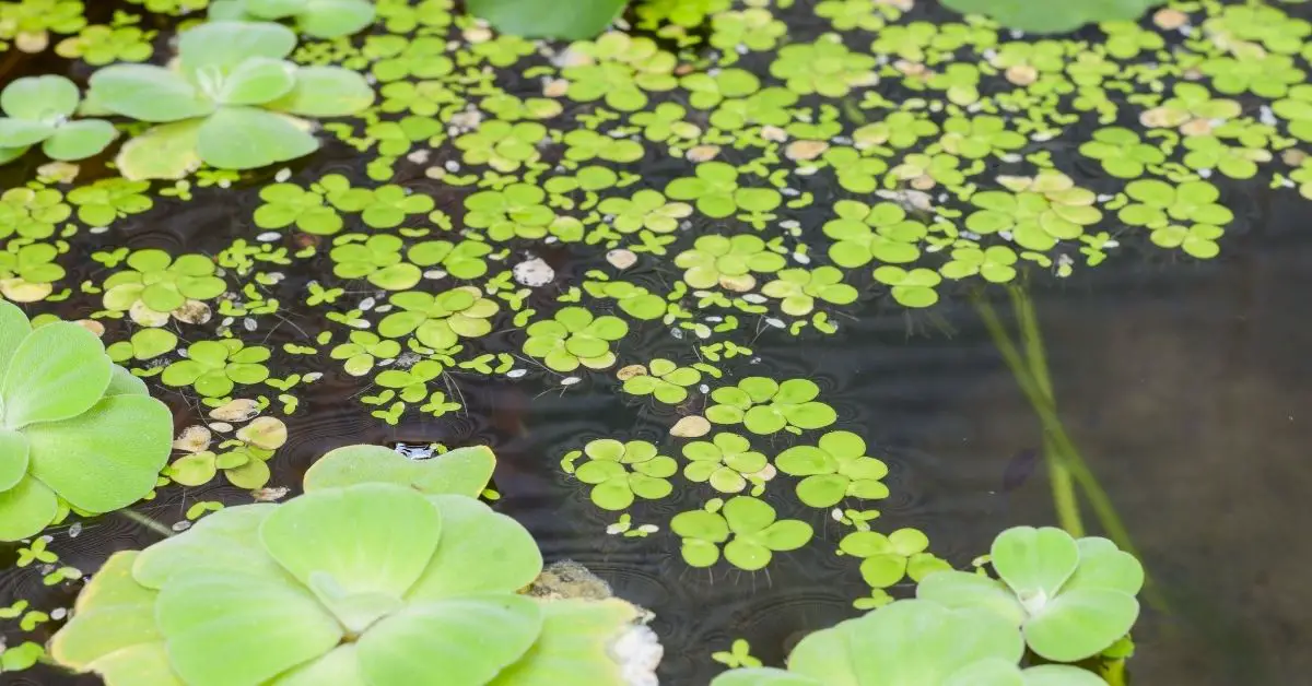 What Fish Eat Duckweed in a Planted Tank?