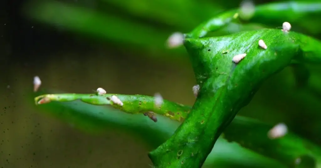 Assemble the Perfect Best Aquarium Clean Up Crew A Comprehensive Guide