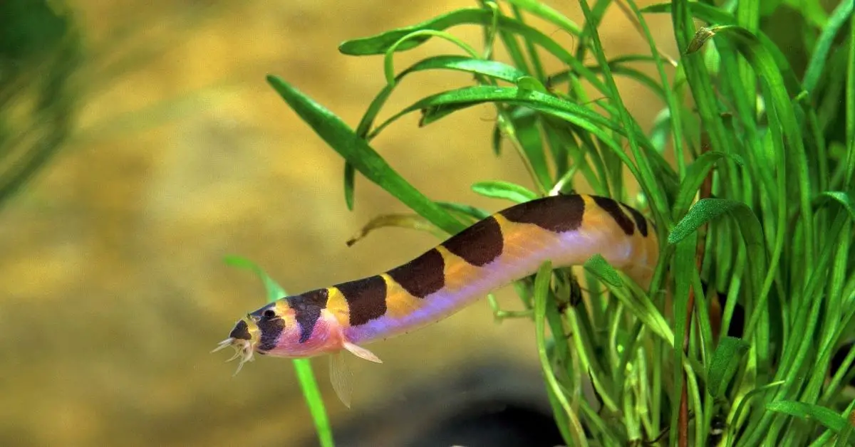 zebra loach and snails