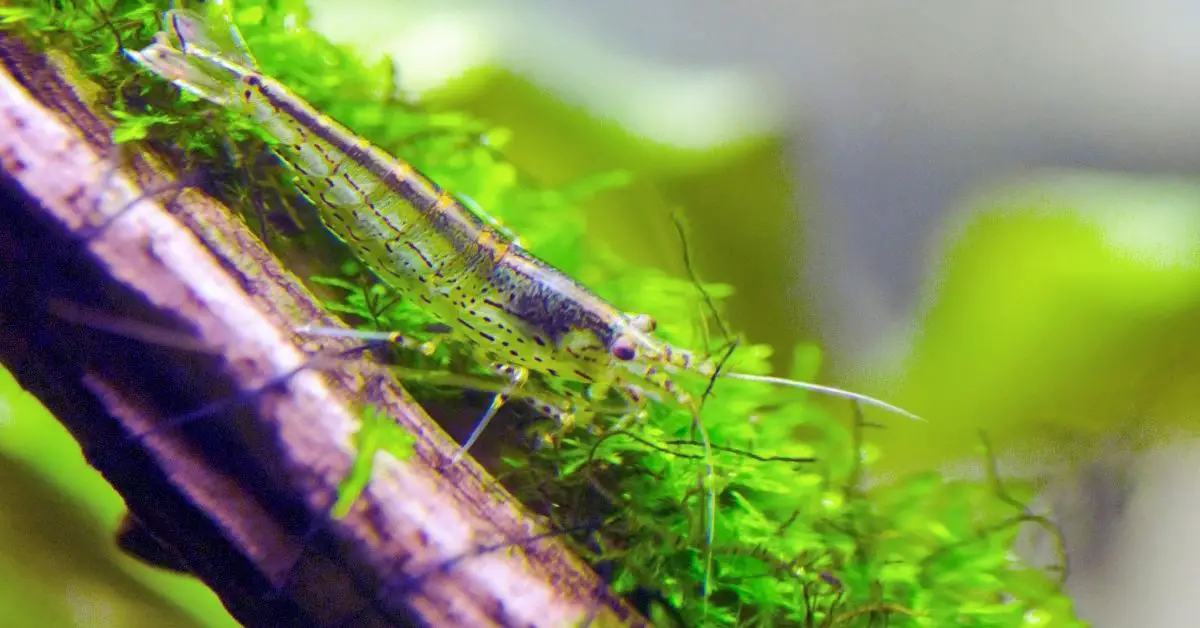 Can Amano Shrimp Live with Cherry Shrimp? - Planted Nano Tanks