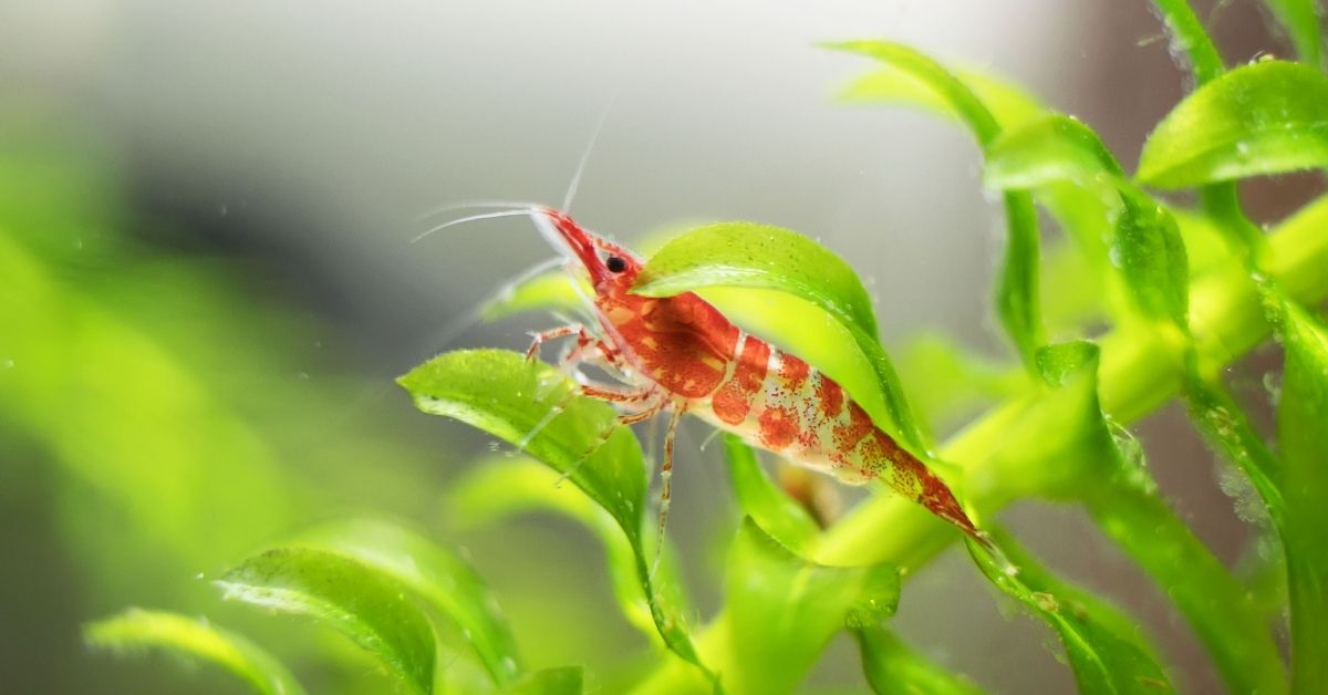 Can Ghost Shrimp Be Kept with Cherry Shrimp in the Same Tank?