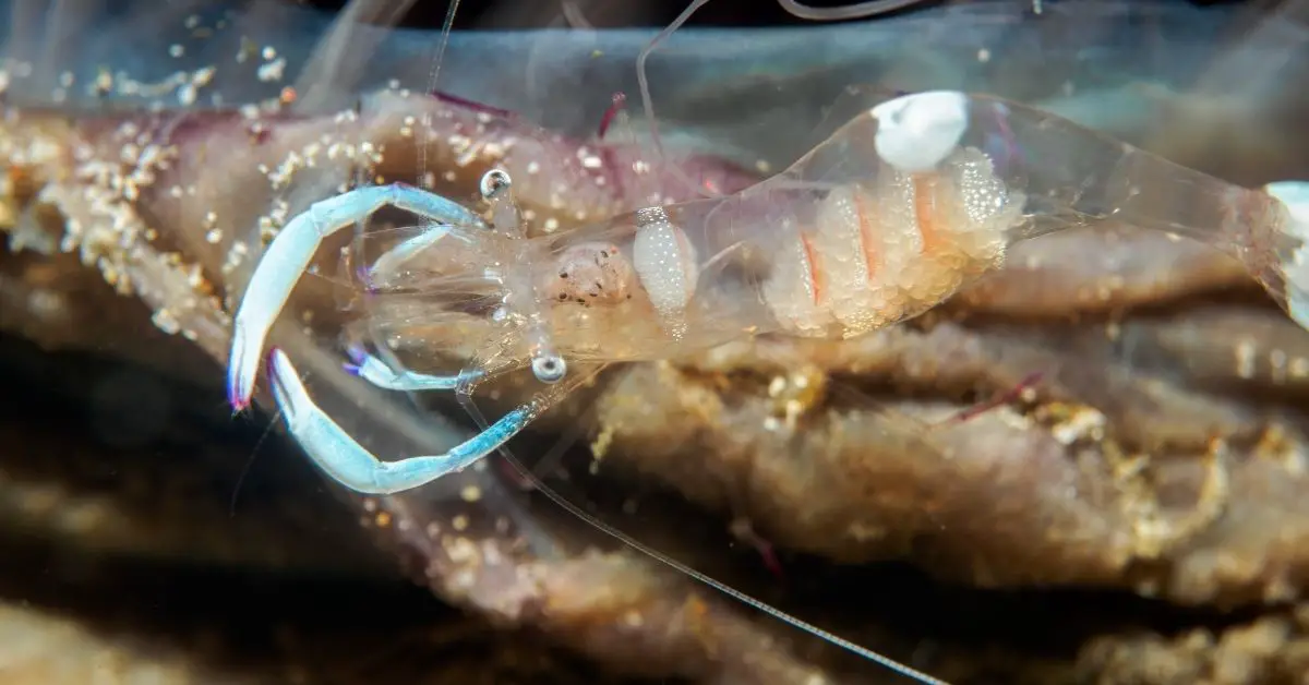 Do Ghost Shrimp Need a Filter in the Aquarium?