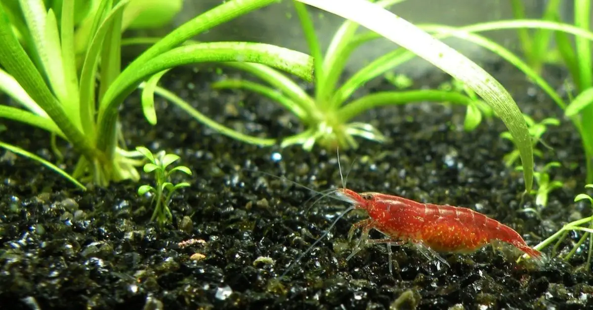 Do Shrimp Eat Seaweed? What Kind of Shrimp Can Eat Algae in My Tank?