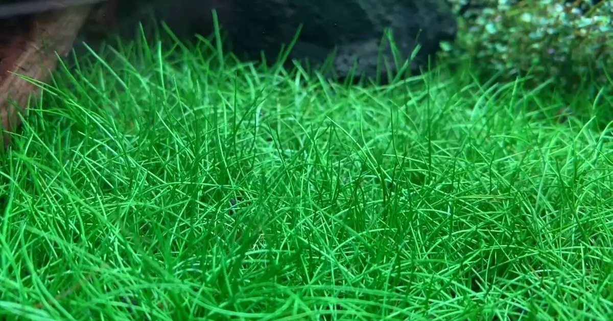 Dwarf Hairgrass Vs. Mini Dwarf Hairgrass - Co2, Substrate & Lights