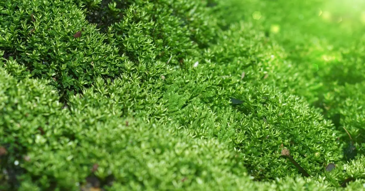 Christmas Moss Emersed: Will It Grow Outside of Water? Is It Easy to Grow?