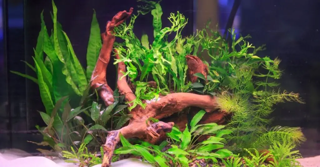 Holes in Aquarium Plants? Chart, Nutrients, Potassium Deficiency & Snails