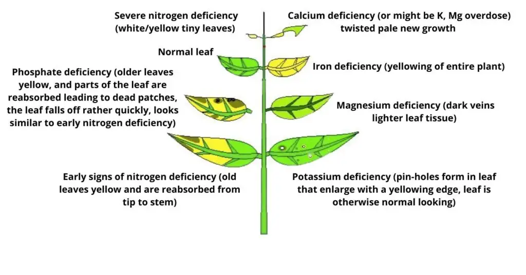 Aquarium plant problems chart