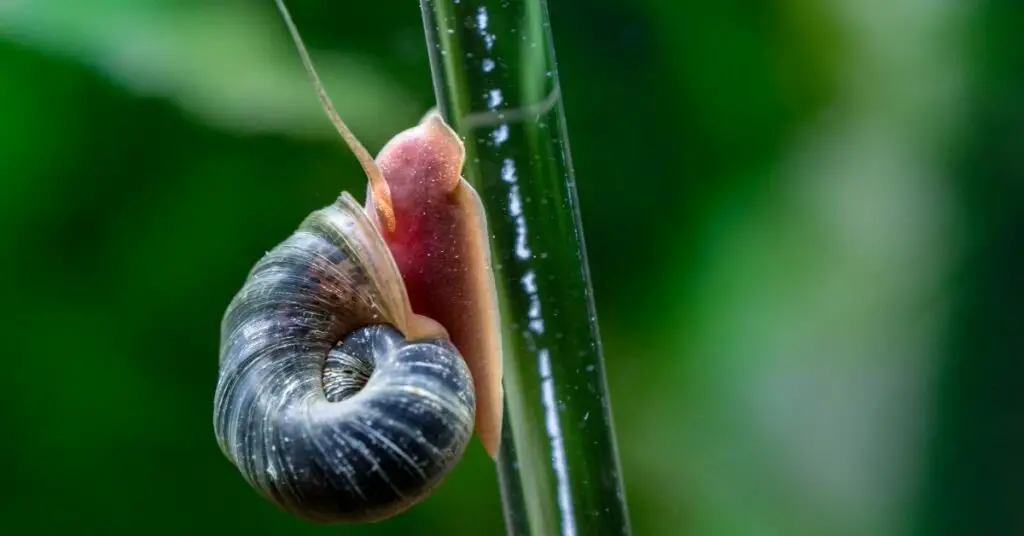 Ramshorn Snails Do They Eat Plants? How to Get Rid of These Snails?