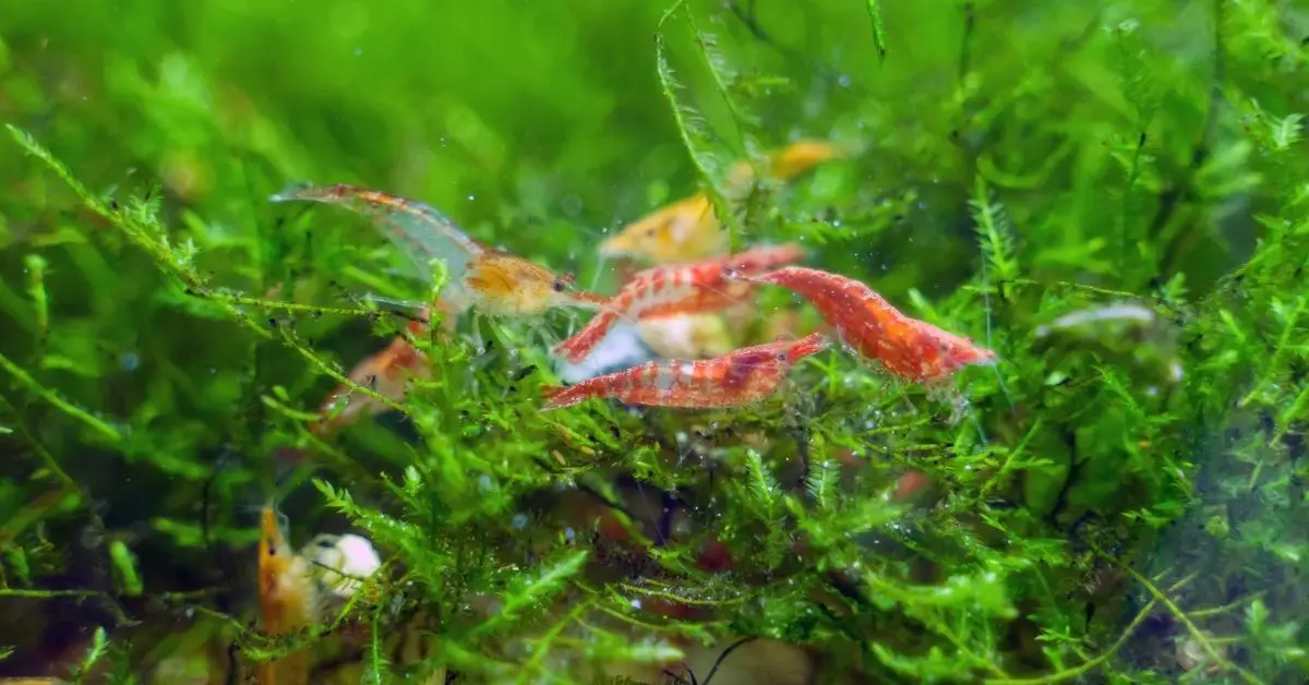 Will Shrimp Eat Fish Waste in Freshwater Tanks?