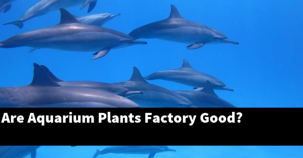 Are Aquarium Plants Factory Good? Planted Nano Tanks