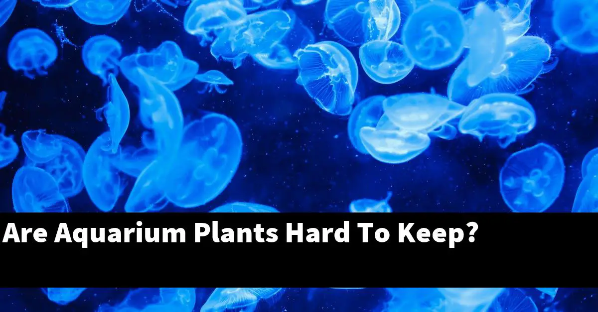 Are Aquarium Plants Hard To Keep?