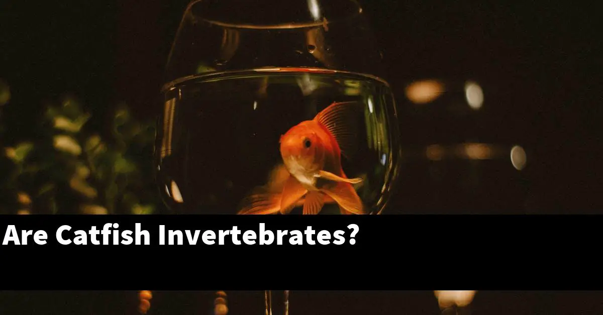 Are Catfish Invertebrates?