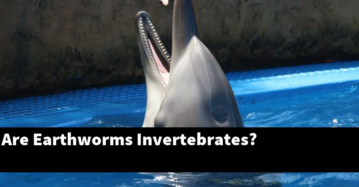 Are Earthworms Invertebrates?