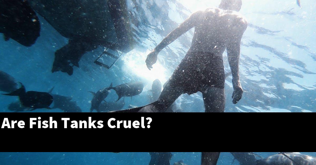 Are Fish Tanks Cruel?