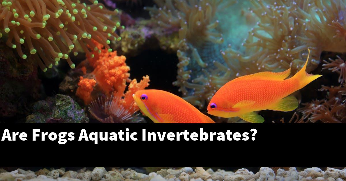 Are Frogs Aquatic Invertebrates?