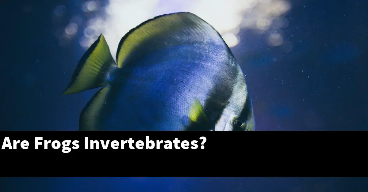 Are Frogs Invertebrates?