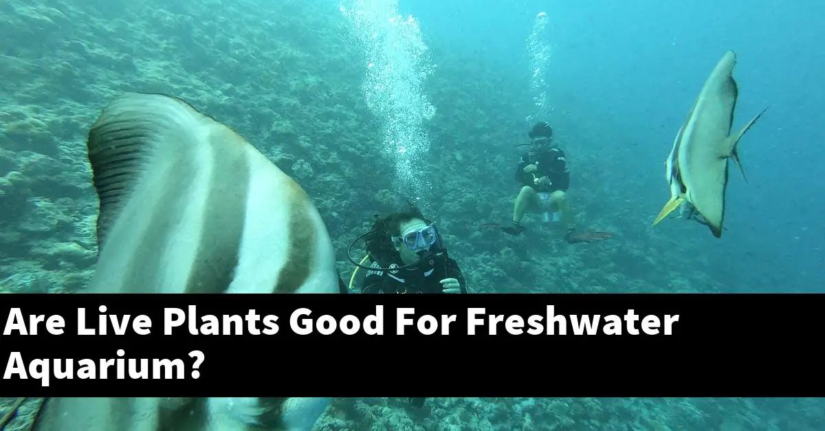 Are Live Plants Good For Freshwater Aquarium?