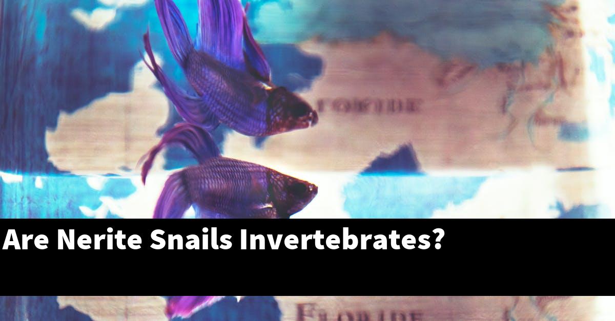 Are Nerite Snails Invertebrates?