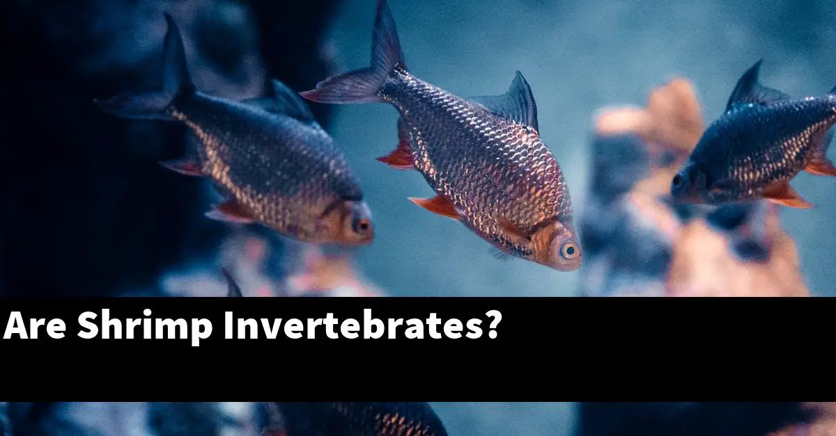 Are Shrimp Invertebrates?