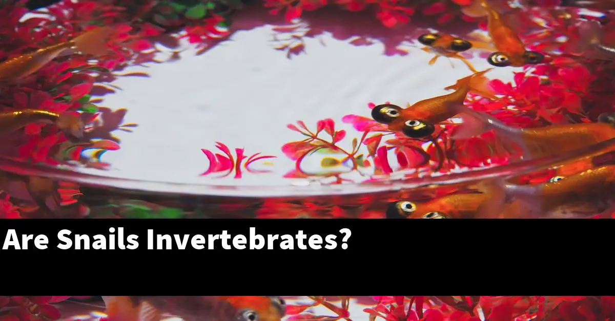 Are Snails Invertebrates?