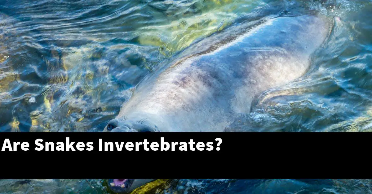 Are Snakes Invertebrates?