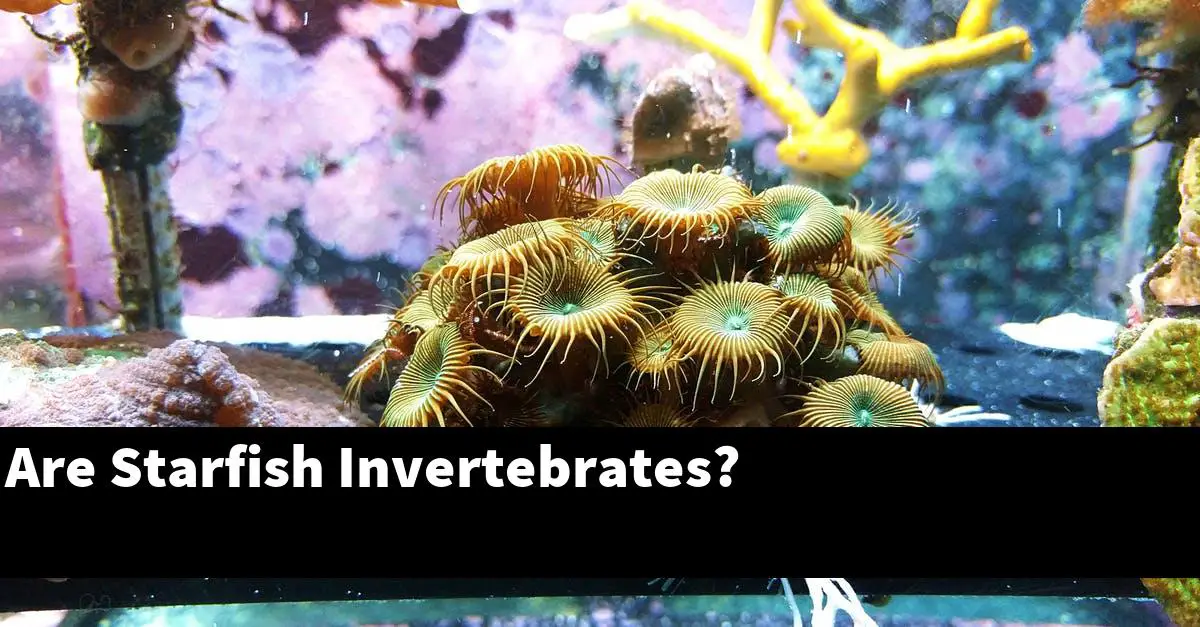 Are Starfish Invertebrates?
