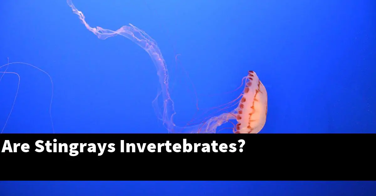Are Stingrays Invertebrates?