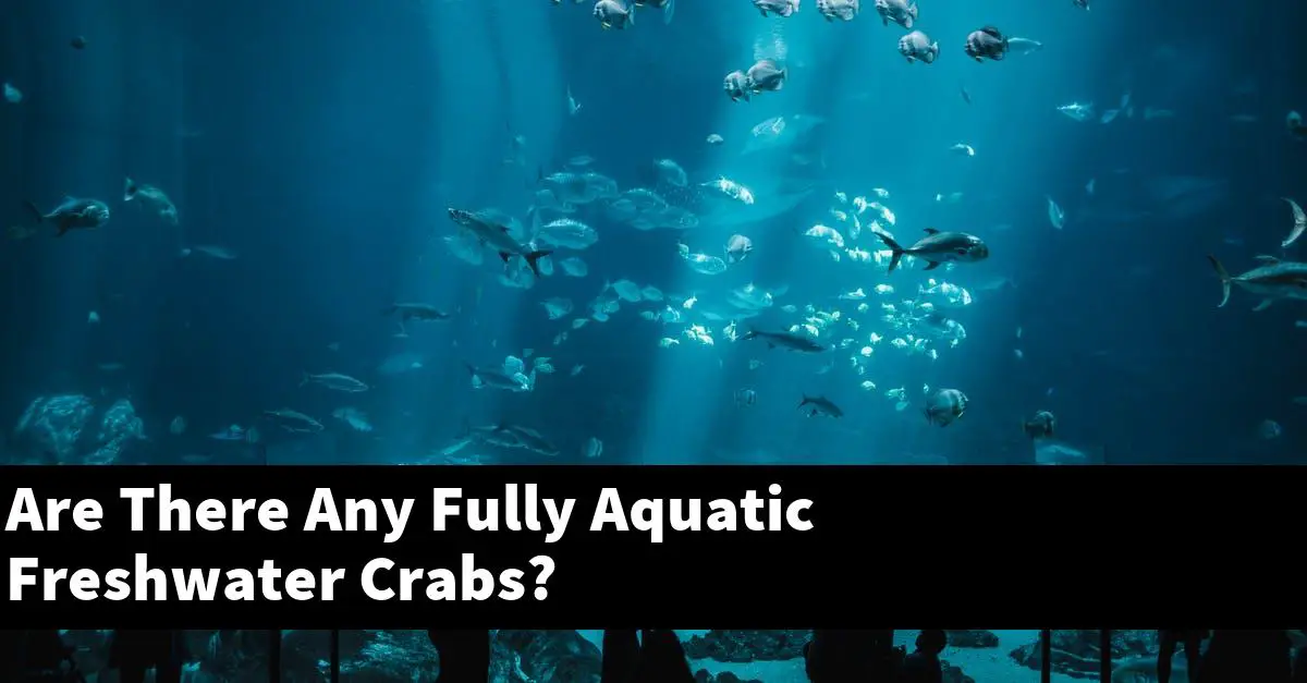 Are There Any Fully Aquatic Freshwater Crabs?