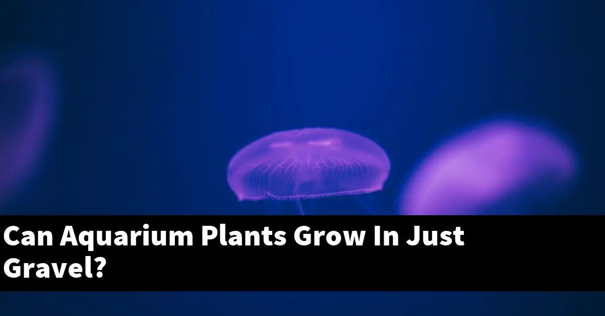 Can Aquarium Plants Grow In Just Gravel?