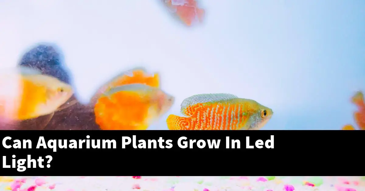 Can Aquarium Plants Grow In Led Light?