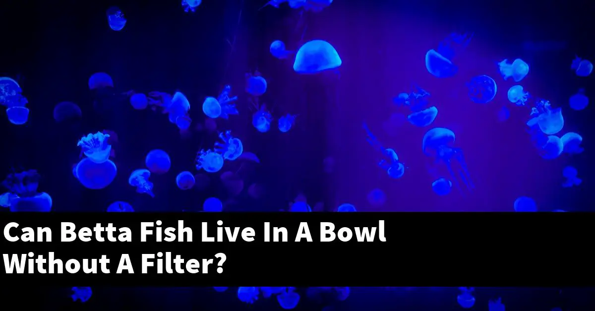Can Betta Fish Live In A Bowl Without A Filter?